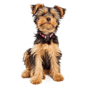 is a yorkie a smart dog
